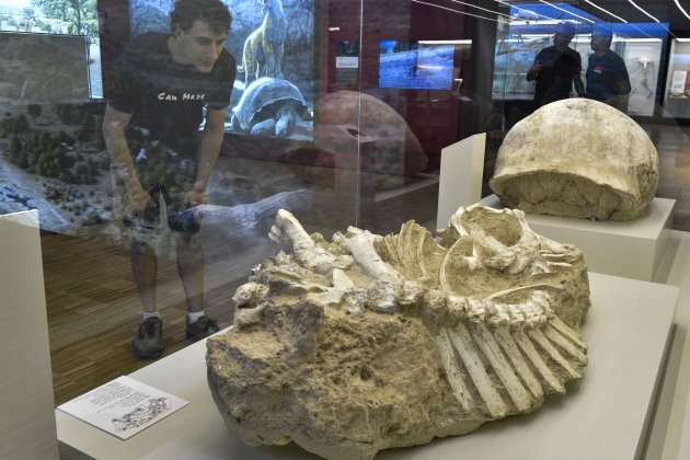 exposicio i sabres i mastodonts la megafauna del mioce i a cosmocaixa (2)