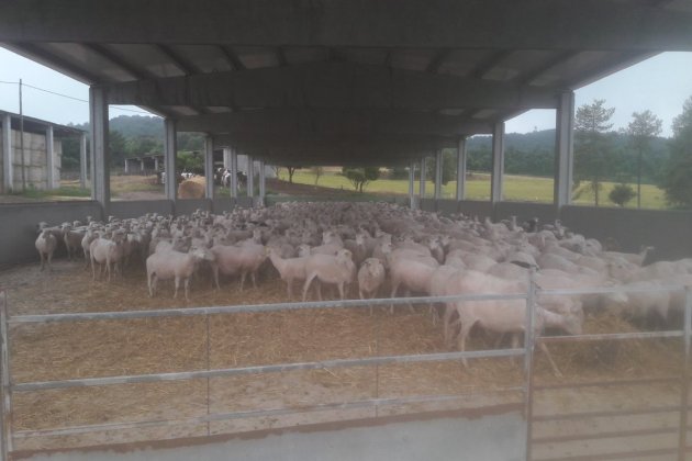 Iniciativa consolidaría ovejas Abel Peraire 2