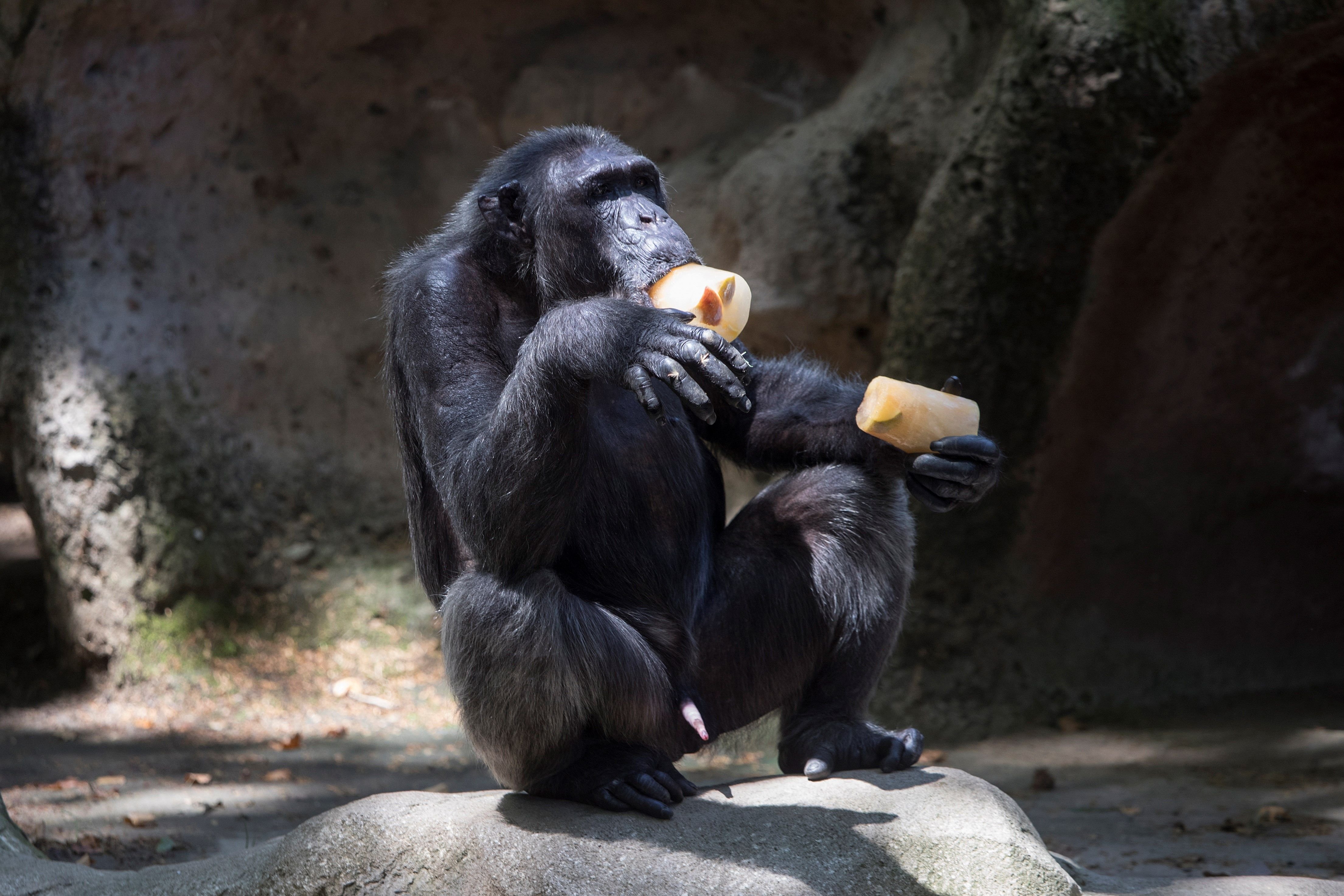 Los animales del Zoo de Barcelona combaten la ola de calor con fruta congelada
