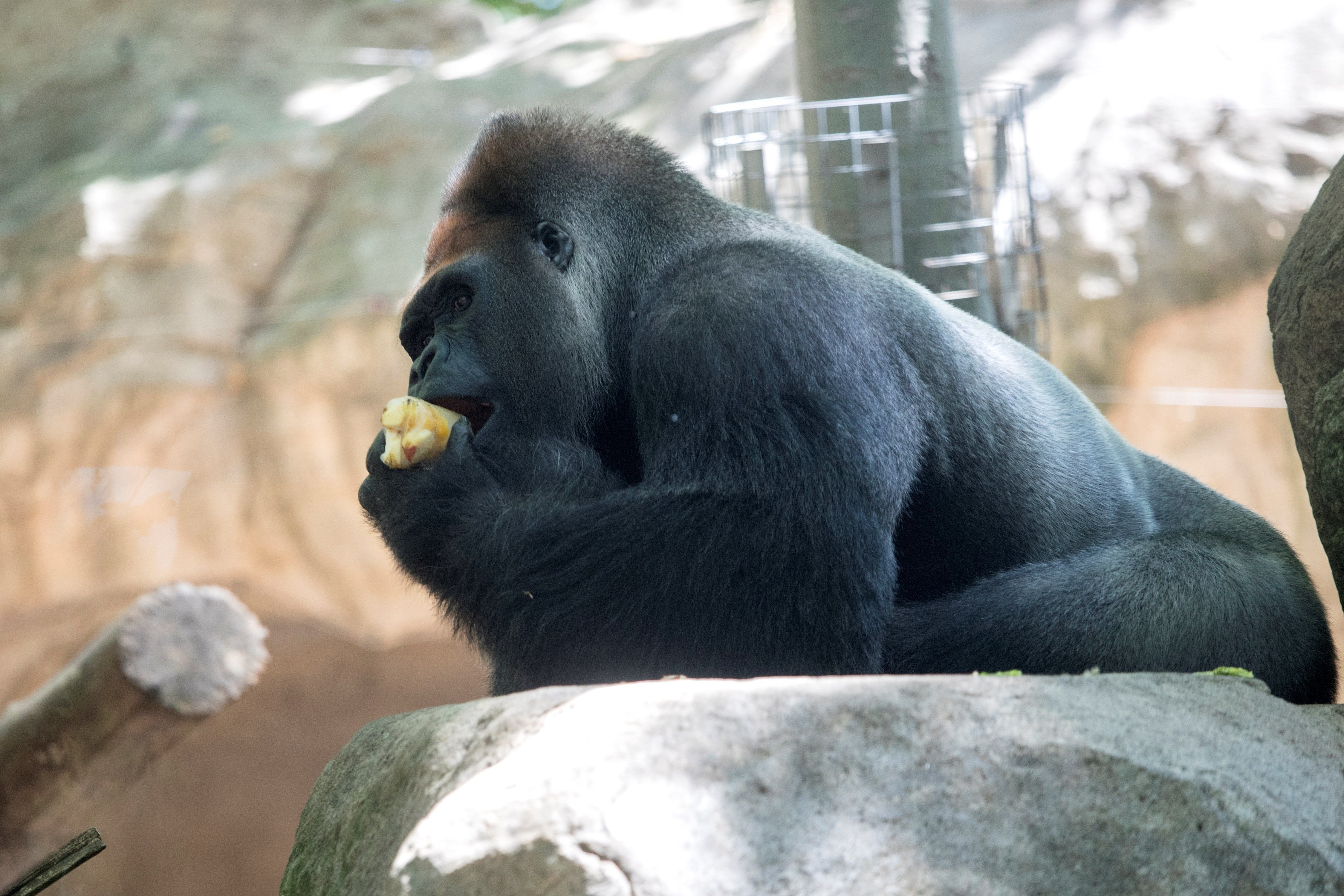 El Zoo de Barcelona tanca les portes pel rebrot de coronavirus