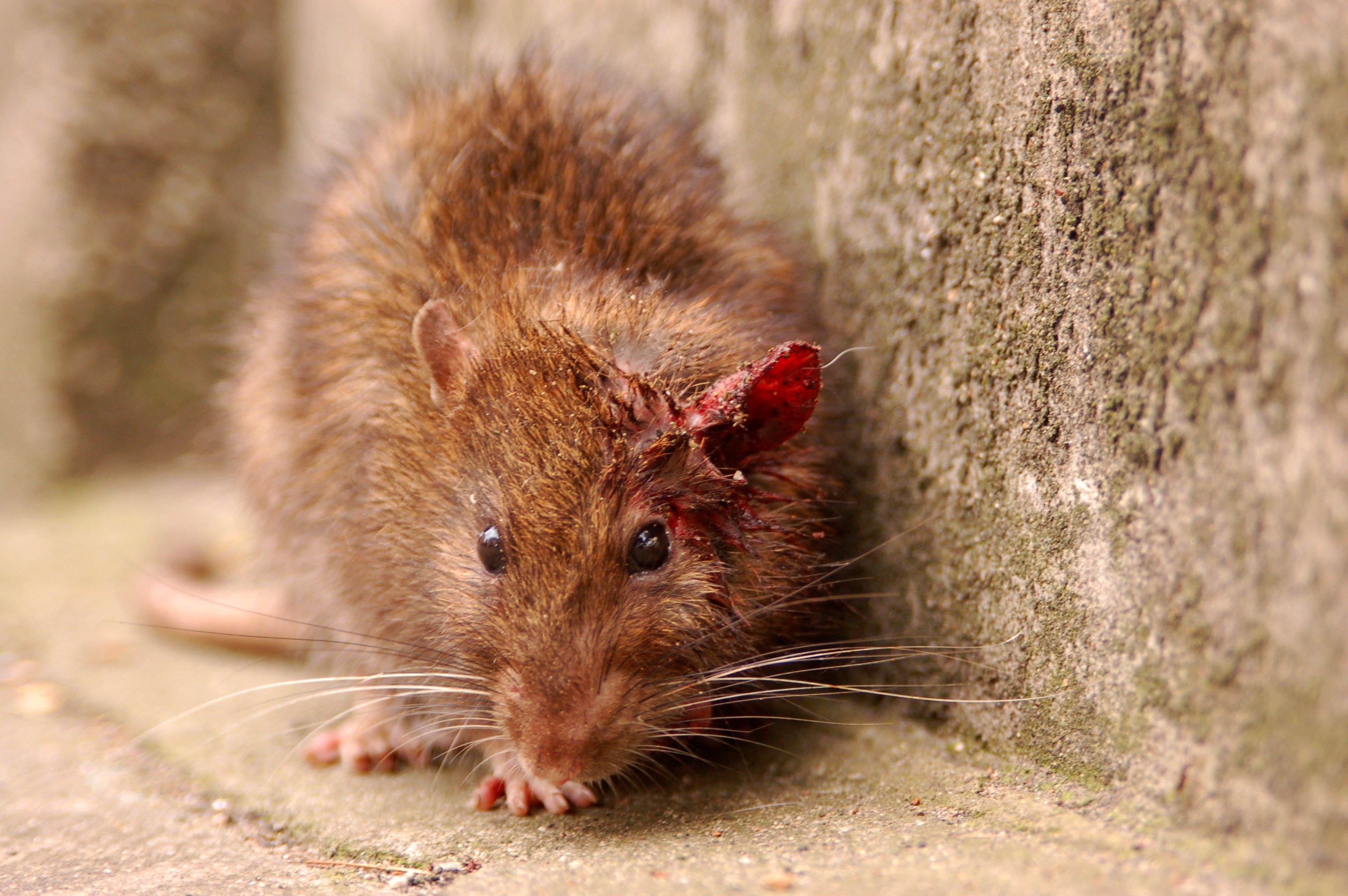 200.000 ratas en las cloacas amenazan la salud de los barceloneses