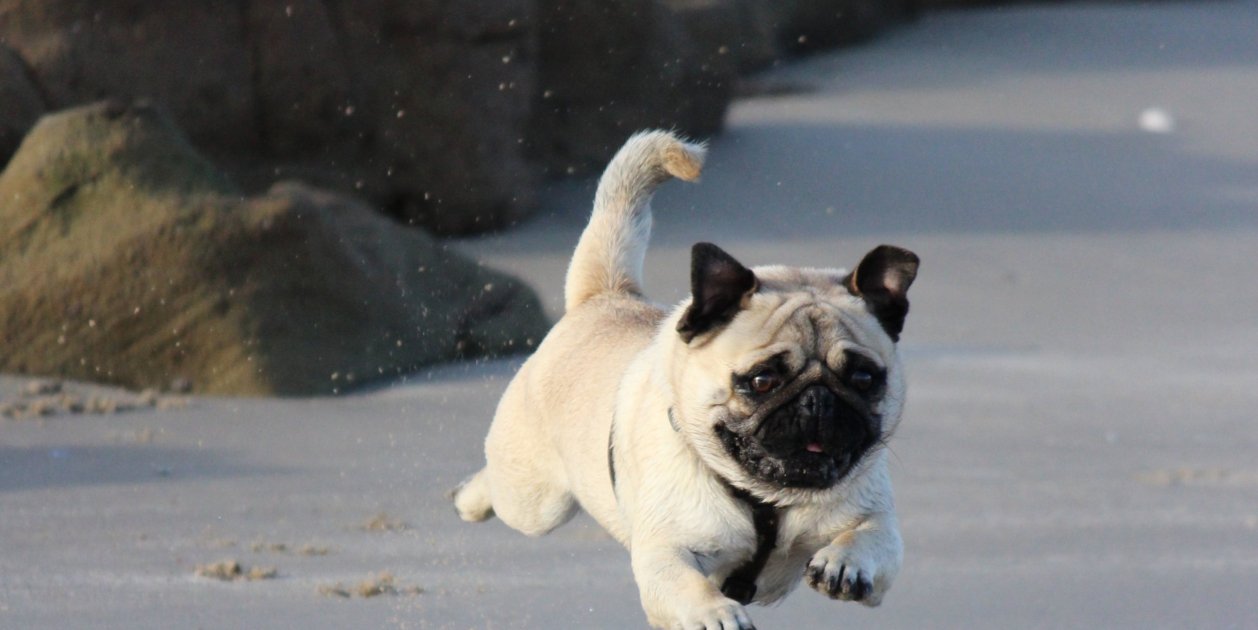 Mascota Unsplash Mascota Unsplash