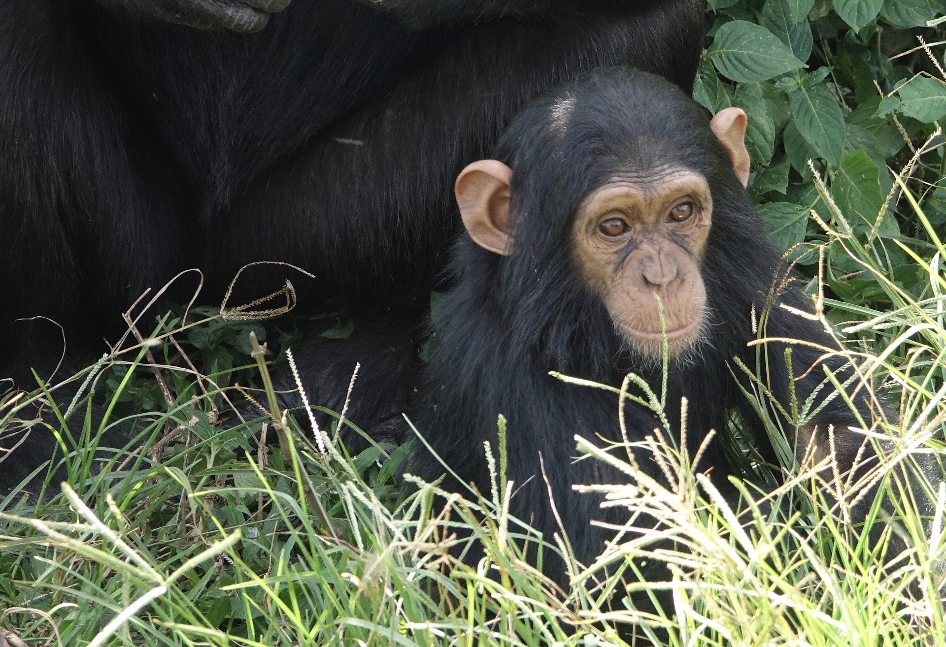 En 10 años la población de chimpancés se ha reducido en un 85%