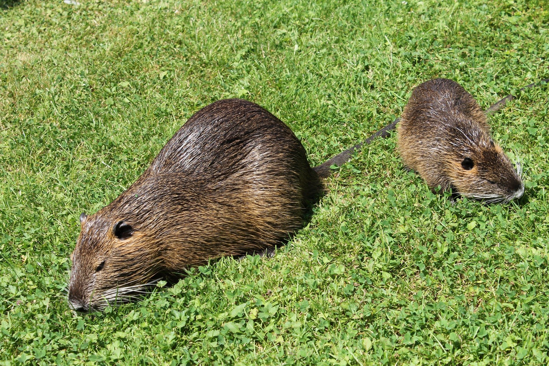El coipú, un roedor de Patagonia, está invadiendo las comarcas gerundenses