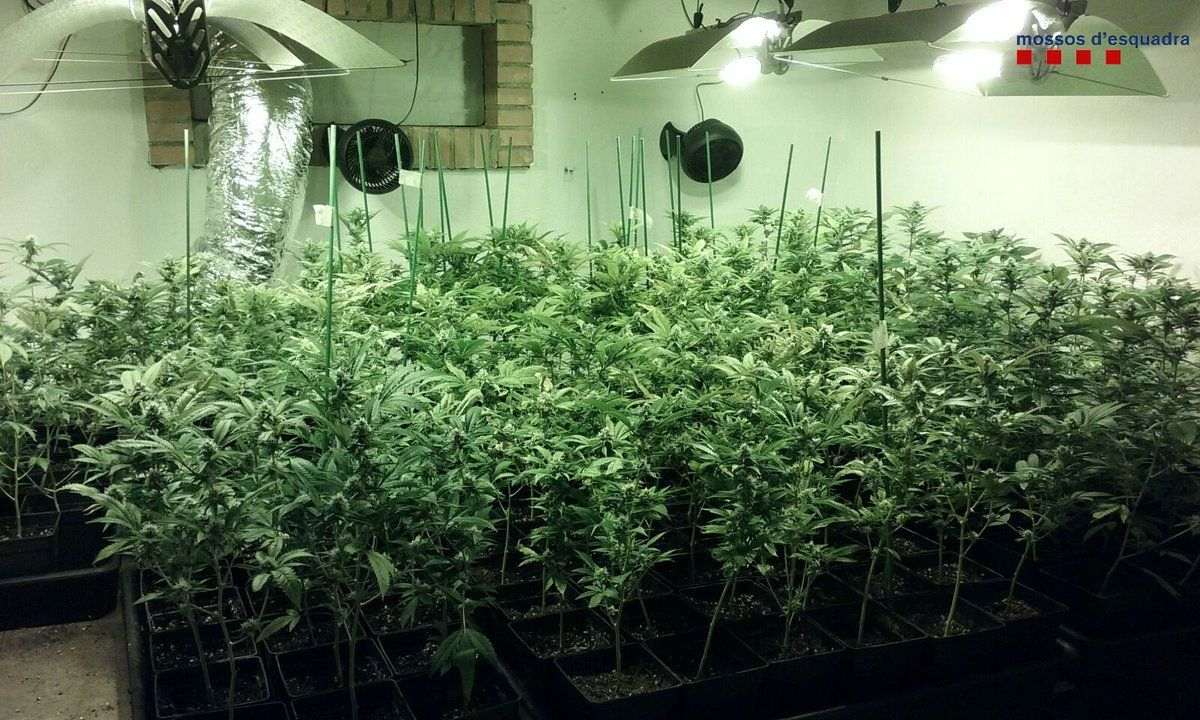 Dos detinguts per cultiu de 1.900 plantes de marihuana a Olivella