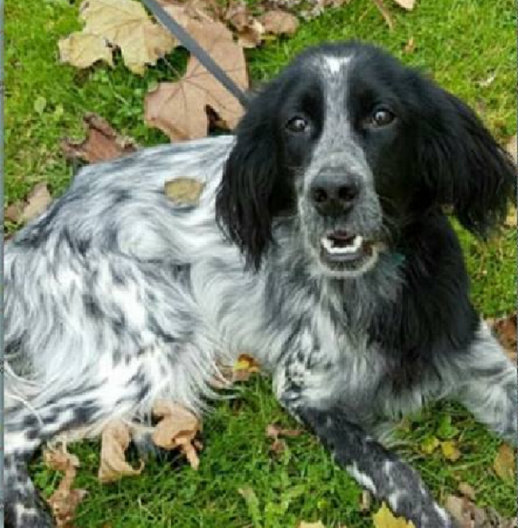 Mor un gos que vivia en un refugi a causa dels petards de Cap d'Any