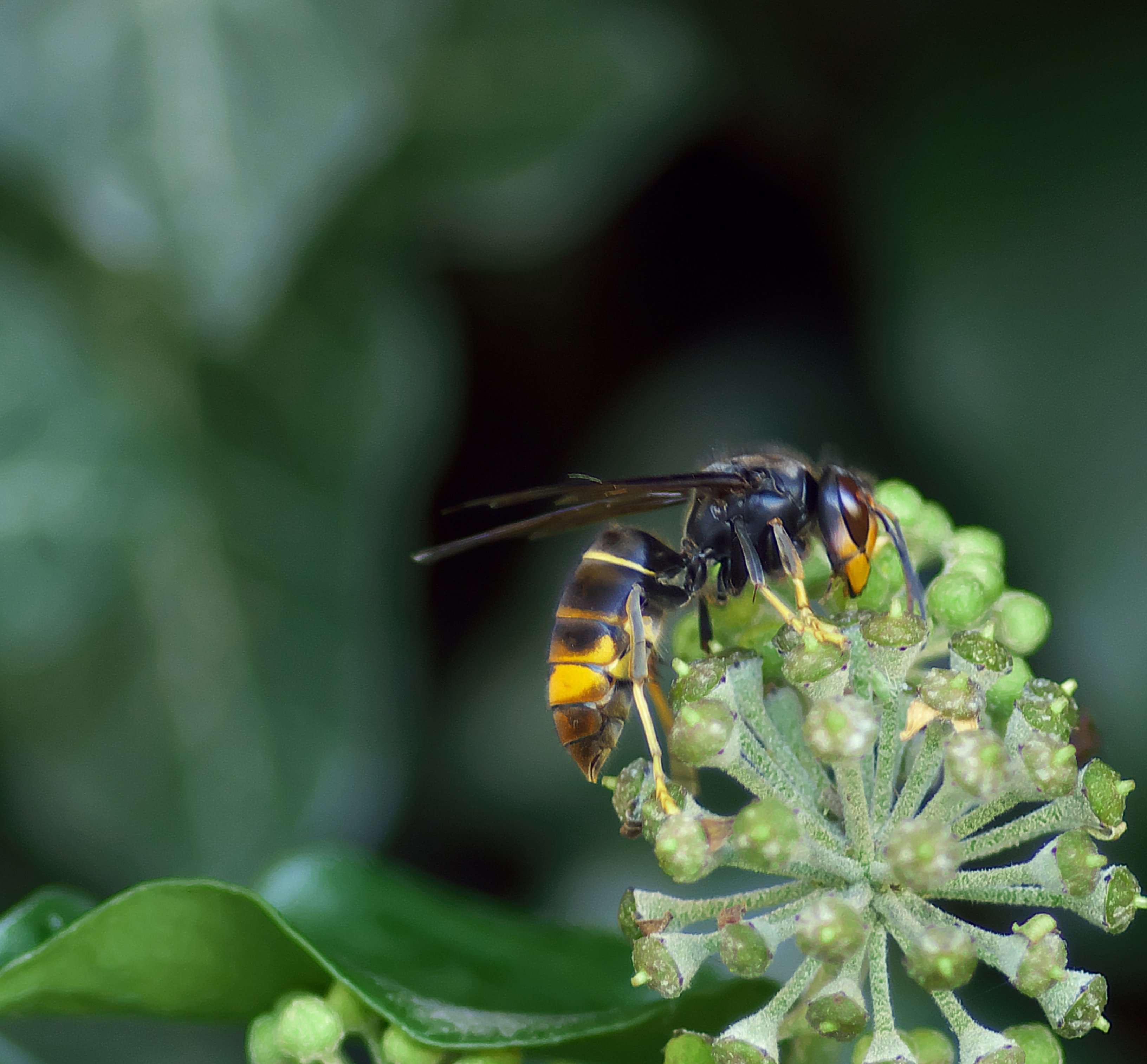 És pitjor la picada de la vespa asiàtica que la de l'autòctona europea?