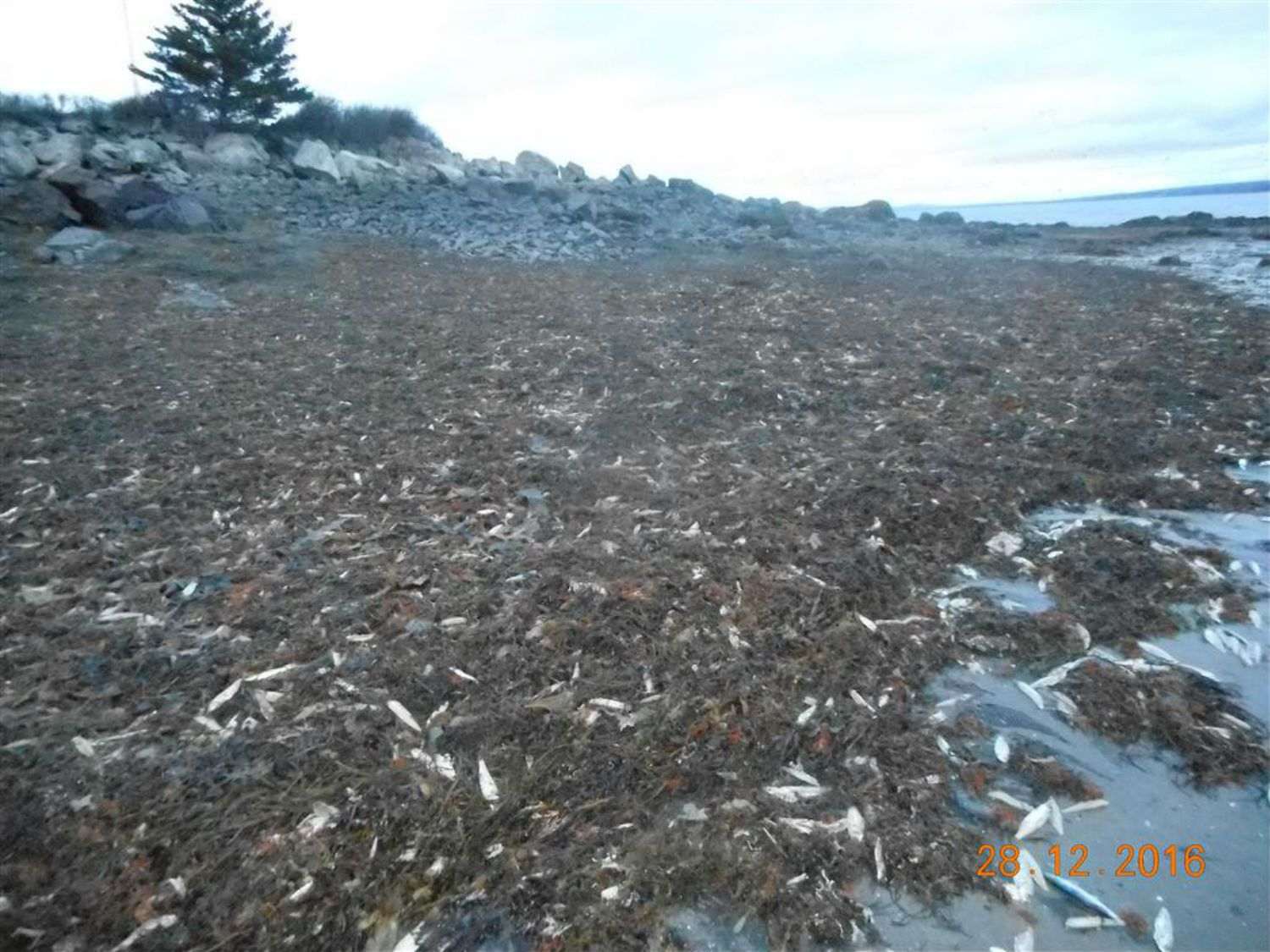 Encuentran 20.000 animales marinos muertos en una playa del Canadá