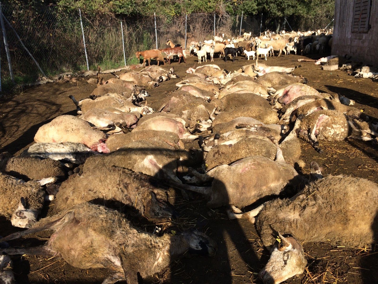 Dos perros peligrosos matan a 100 ovejas y cabras en Matadepera