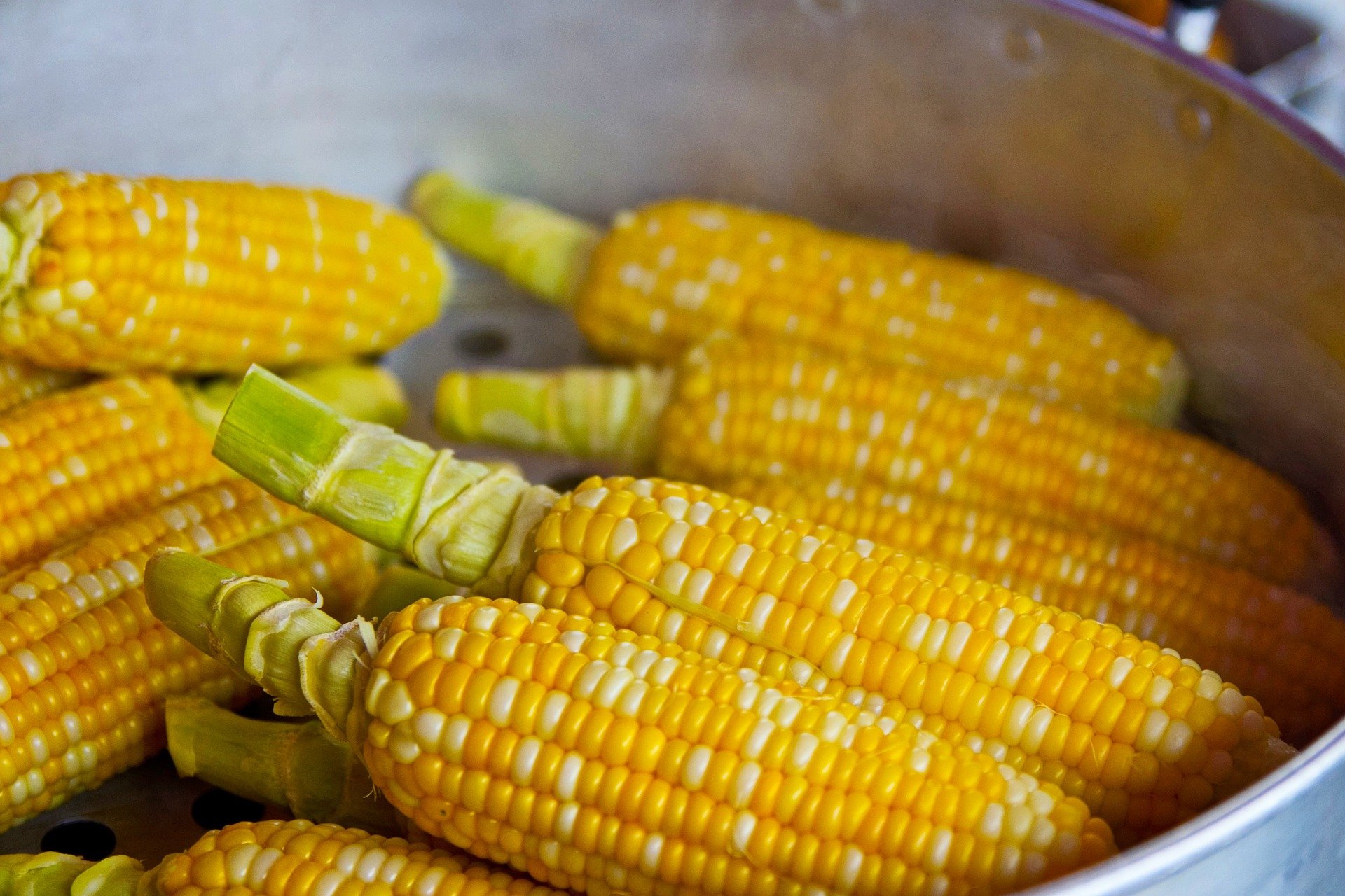 Bruselas autoriza siete transgénicos de maíz, algodón y soja para alimentación