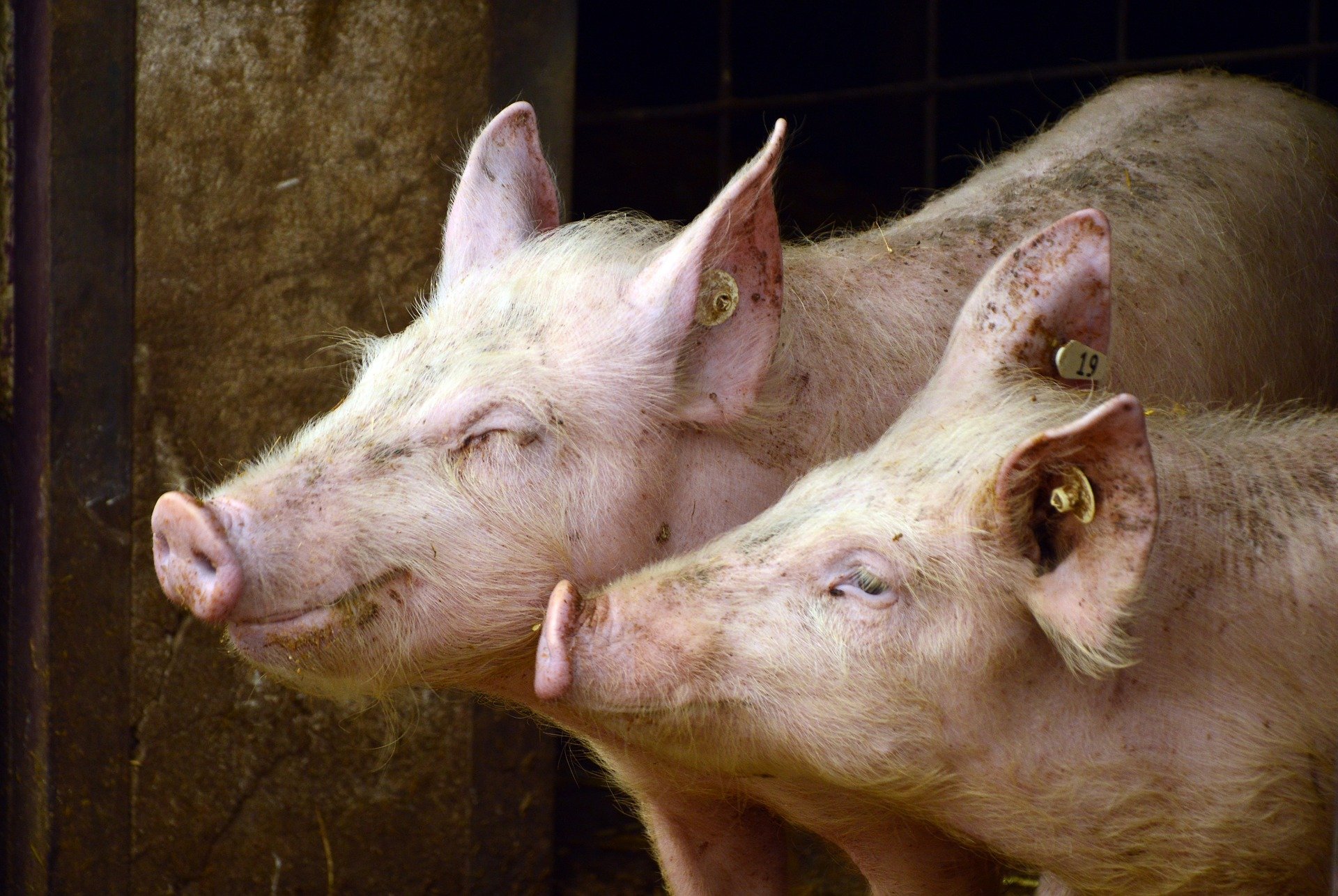 Alarma entre los agricultores por un posible retorno de la peste porcina