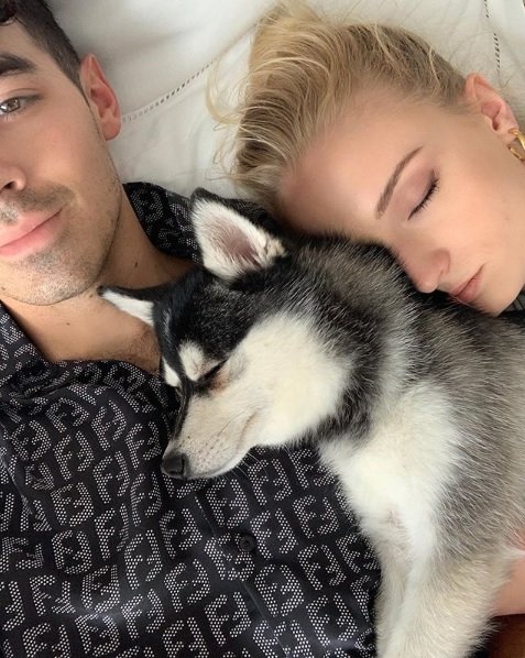 joe jonas sophie turner perro