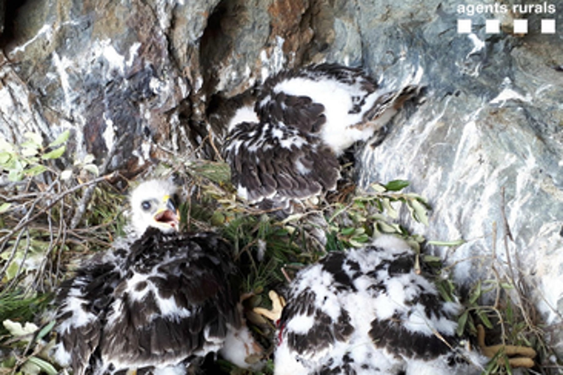 El primer nido de águila perdicera tras 10 años en Catalunya