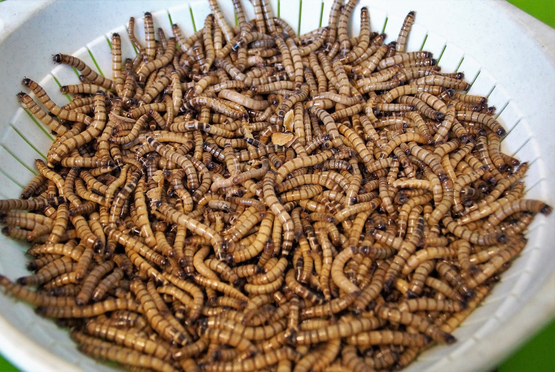 Cucs i escarabats en pols o com afegir proteïnes a la nostra dieta