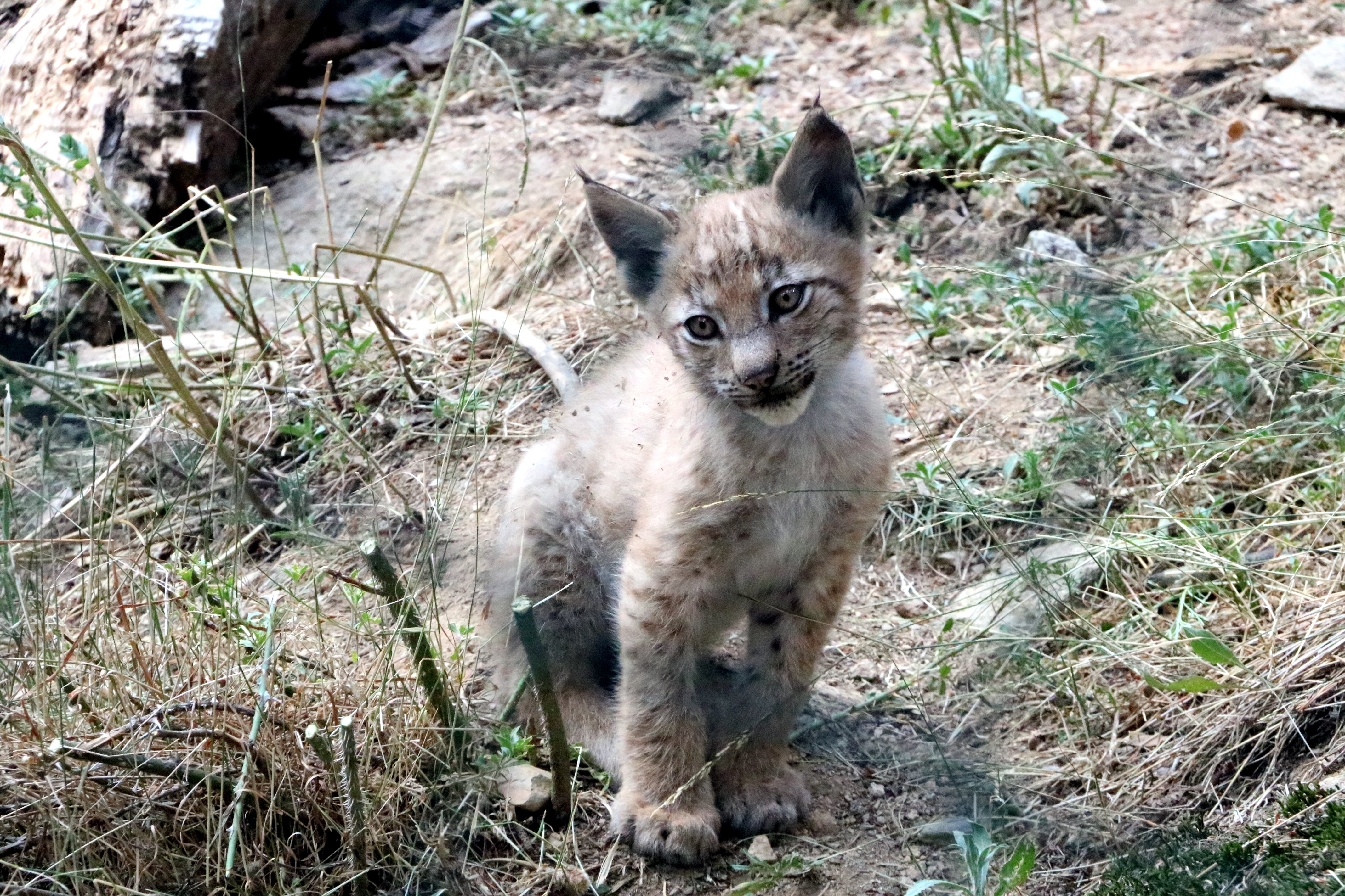 Nace en Catalunya el primer lince en cien años