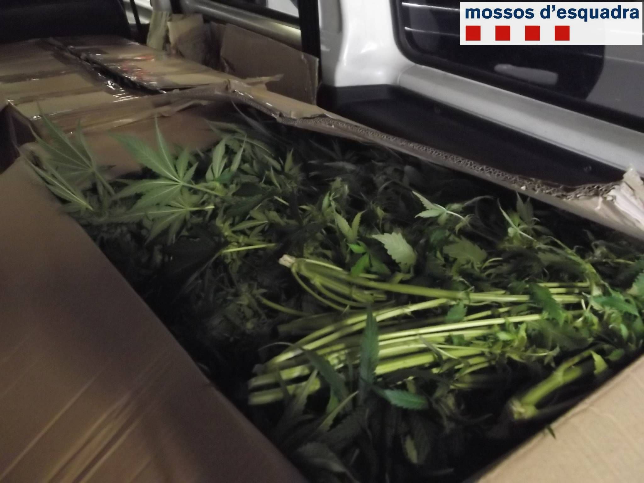 Assalten la comissaria del Vendrell per robar marihuana i els detenen