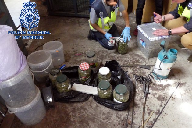 plantacio marihuana vic ACN