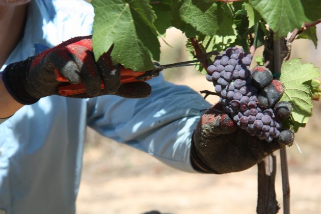 raïm pinot noir caves Gramona ACN