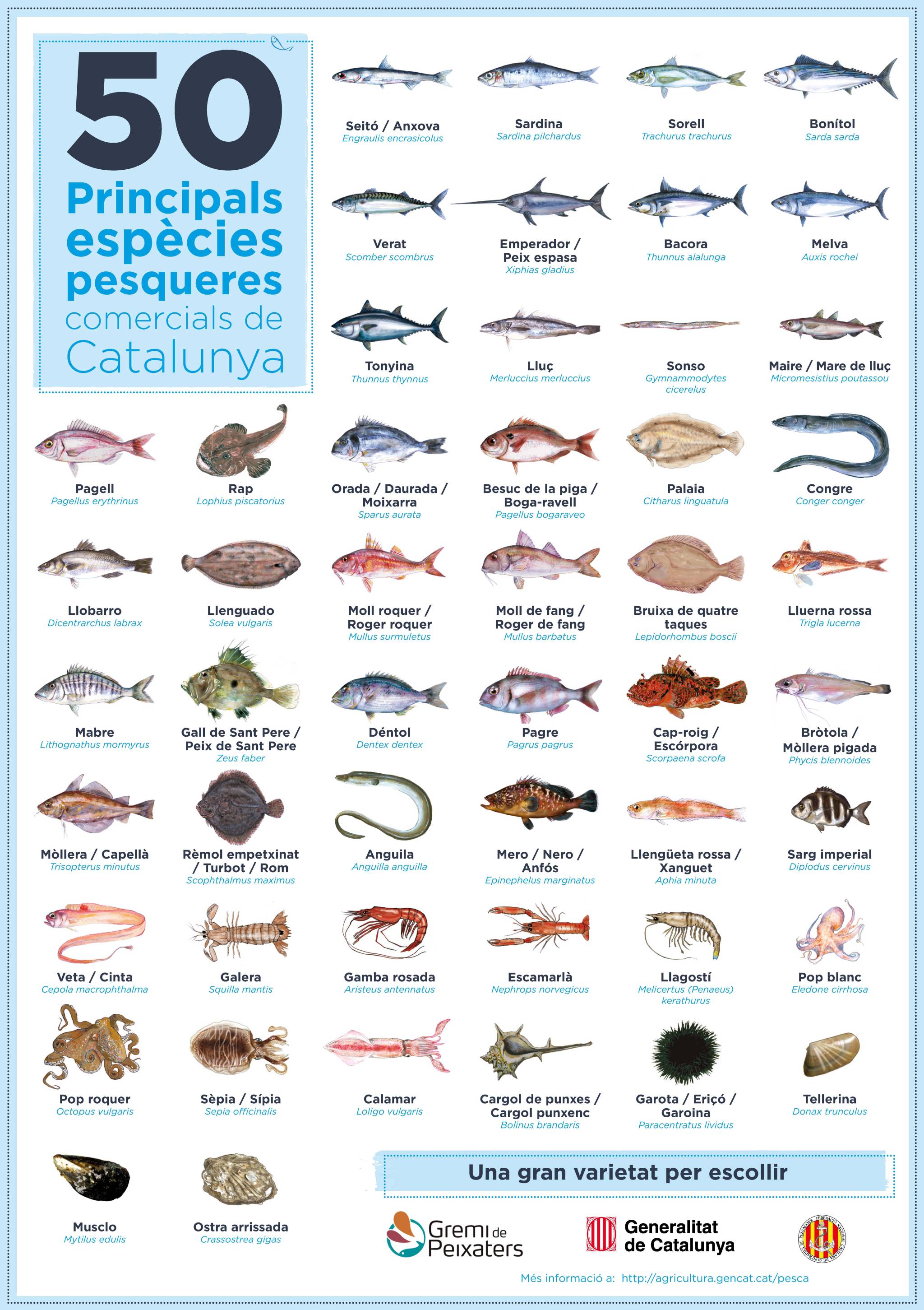 Poster pescados|peces