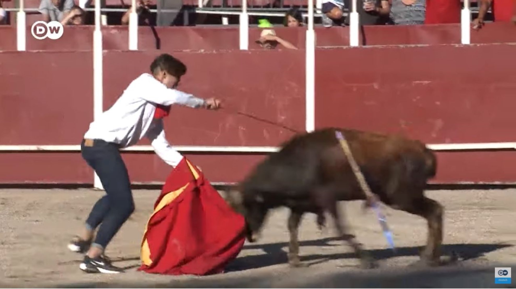 Black Spain shocks Germany: "Brutal 'becerradas' bullfighting with calves show"