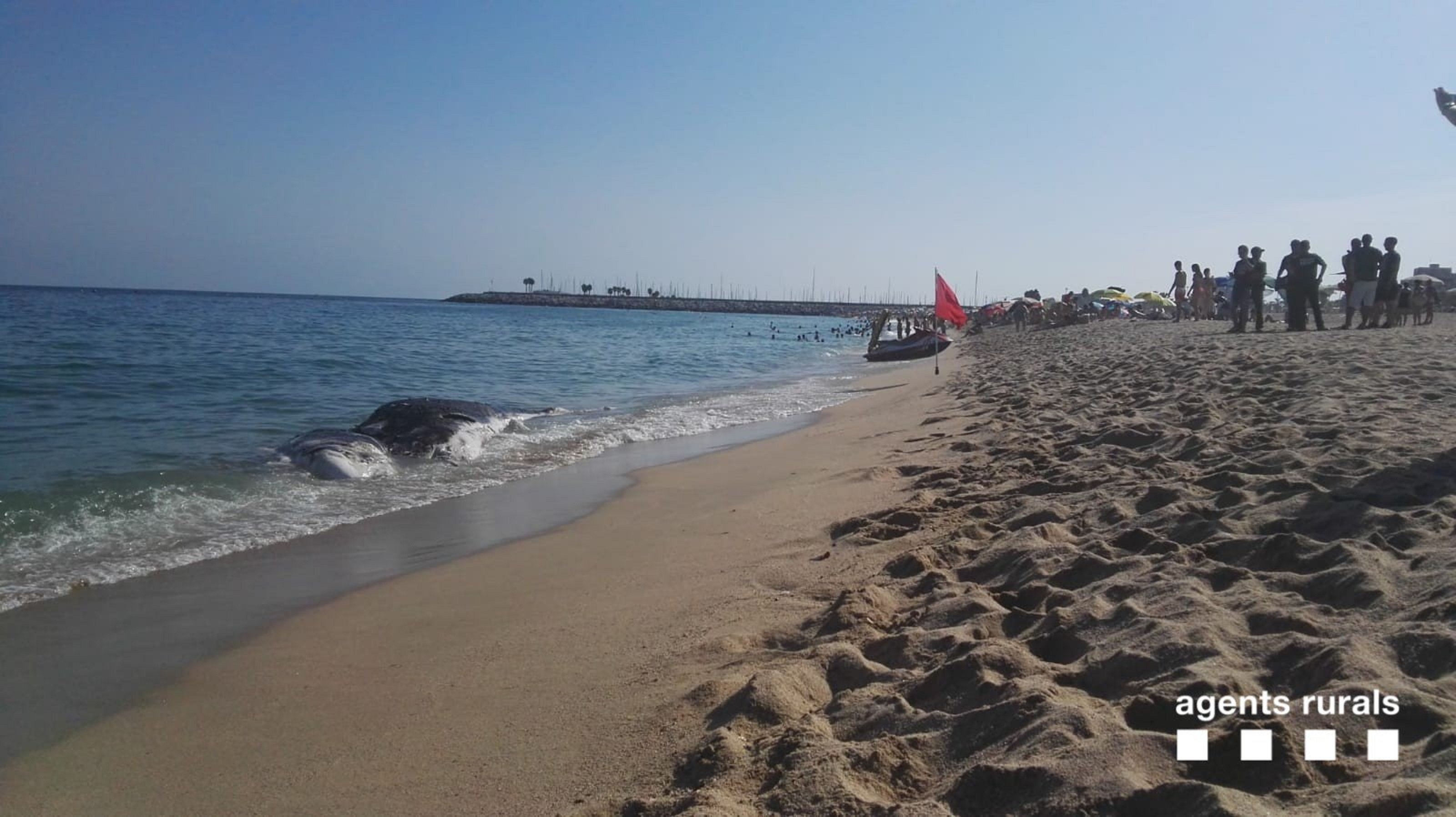 Encuentran una ballena muerta en descomposición en la playa de Mataró