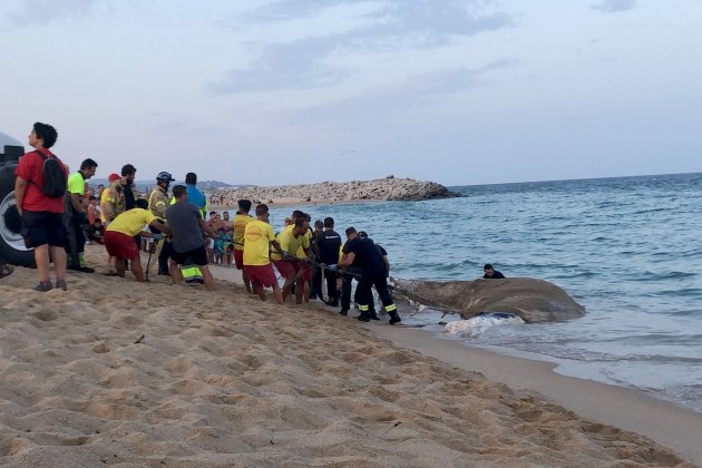 Balena morta Mataró ACN