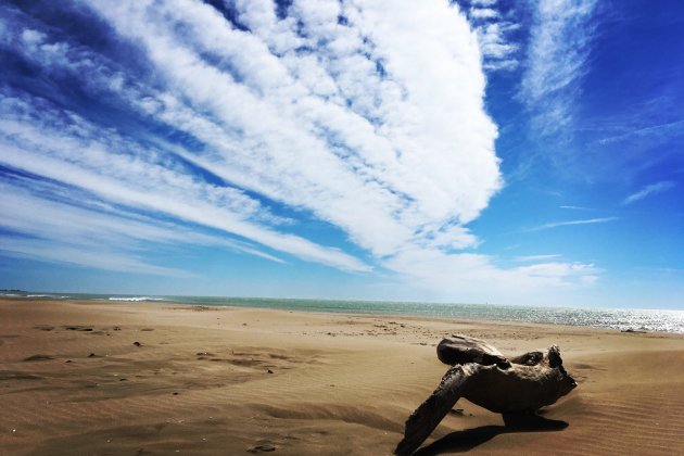 @aloma masana (Trabucador  Delta Ebre)