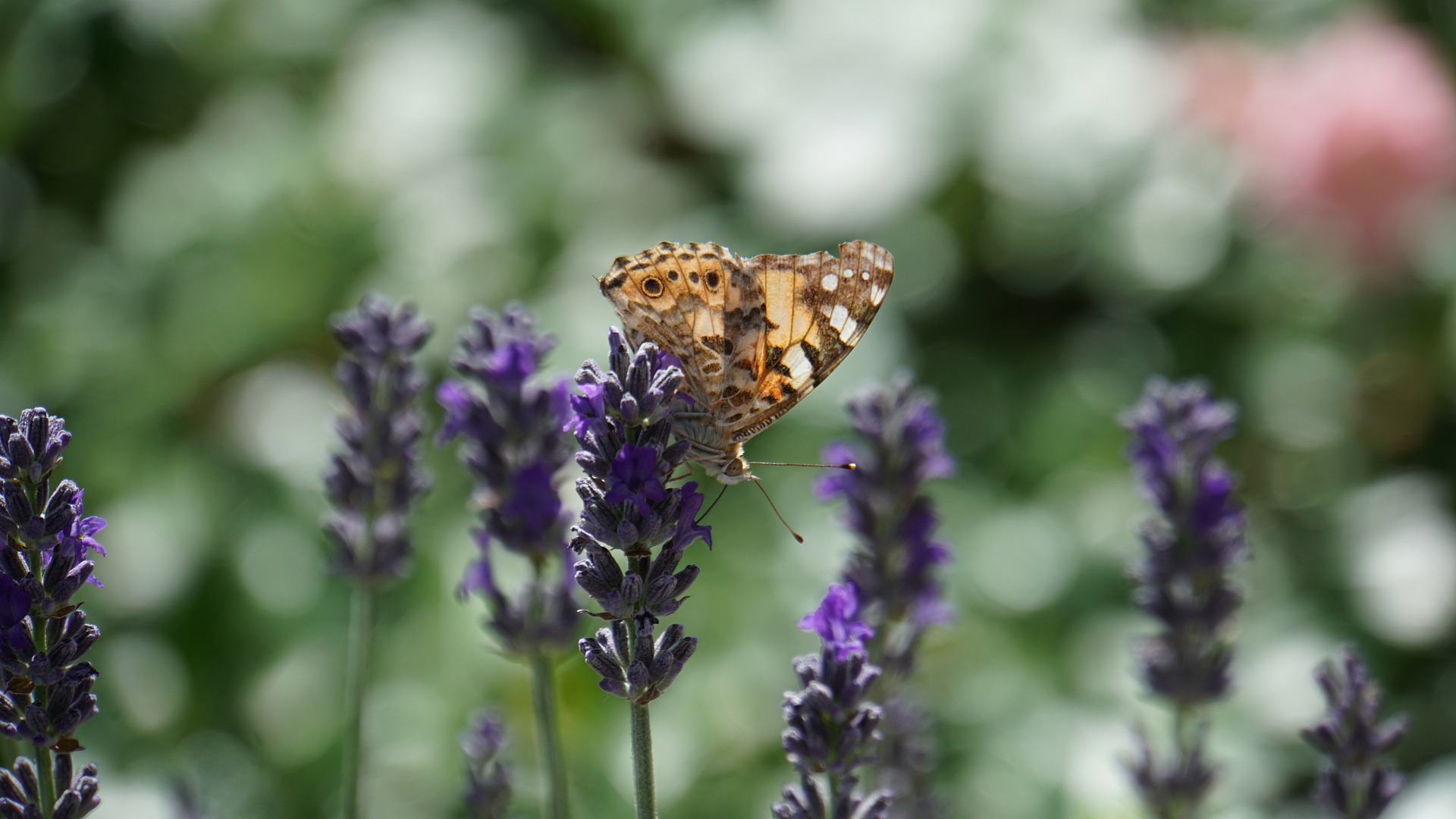 Conservar la biodiversitat, una necessitat cada cop més urgent