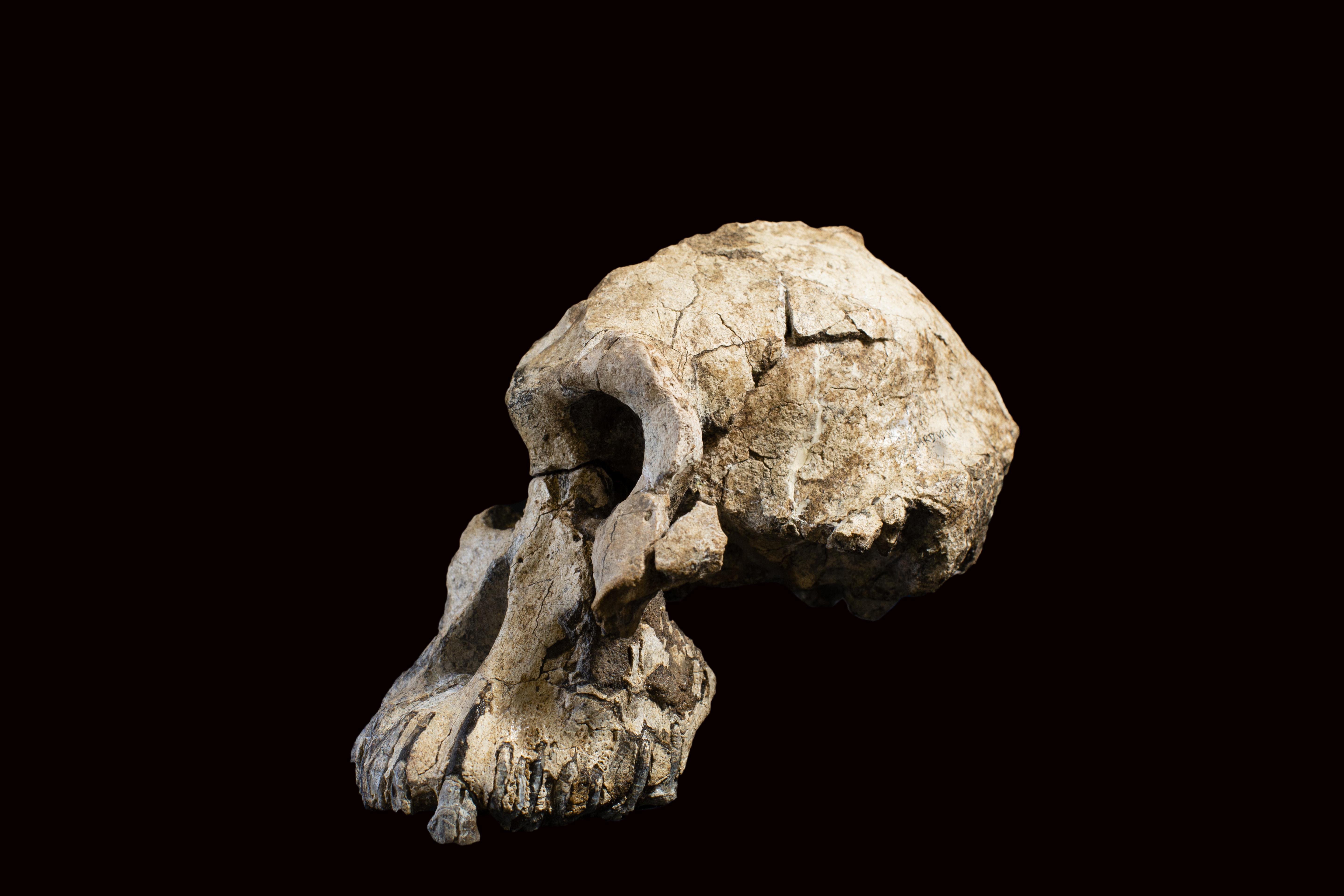 crani Australopithecus anamesis homínid Dale Omori / Museu de Cleveland d'Història Natural
