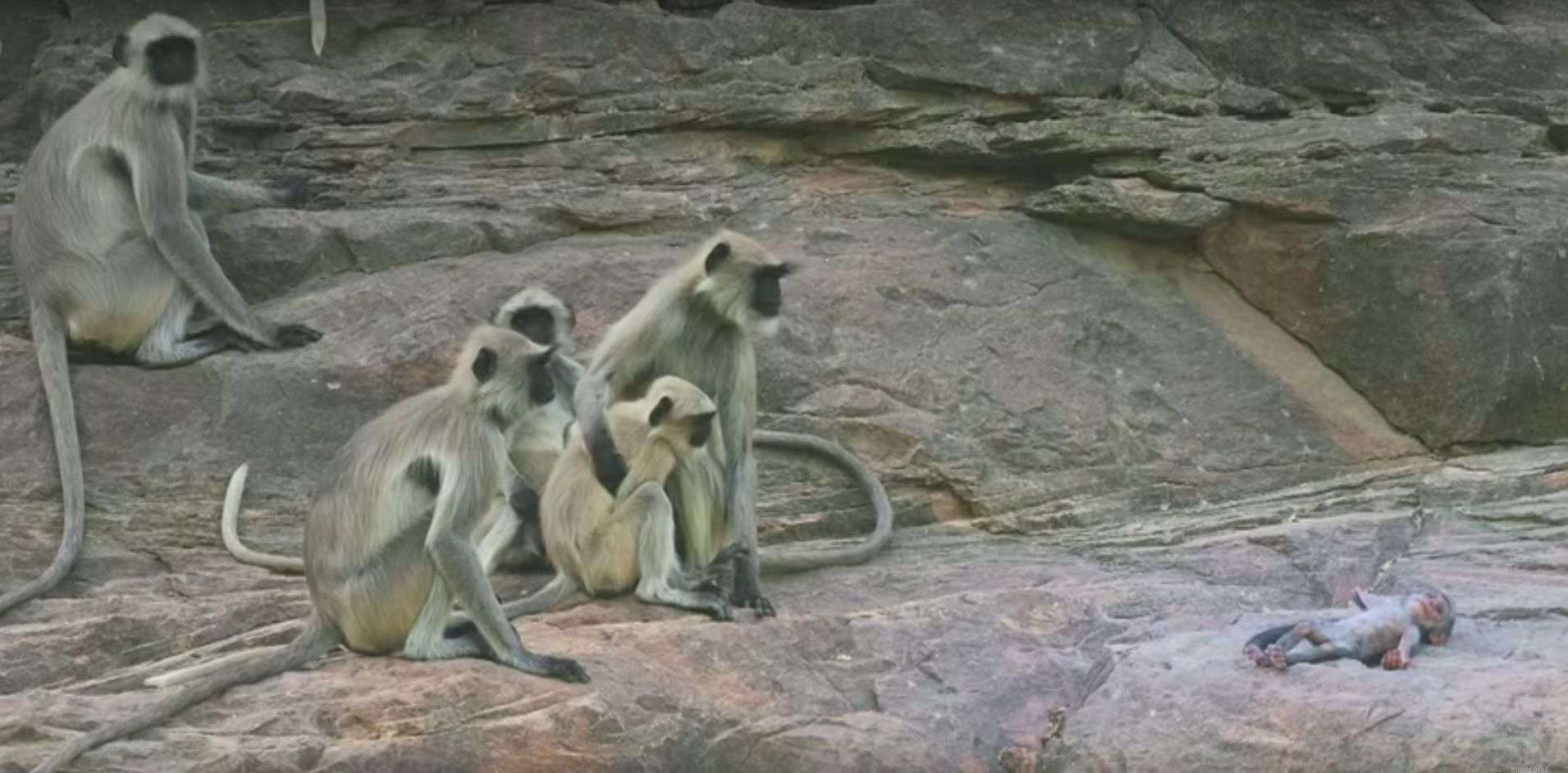 Un grup de simis plora la mort d’una cria de mentida