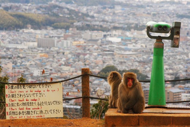 Arashiyama Monkey Park Iwatayama