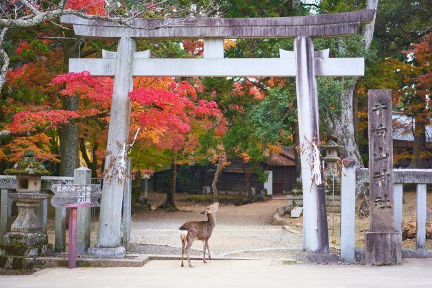 nara - ciervo - wikimedia