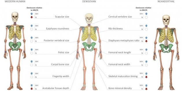 esqueleto denissovans humanos modernos