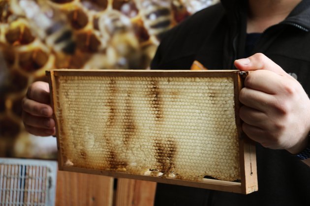 Un panal de las abejas de Kenny Esser