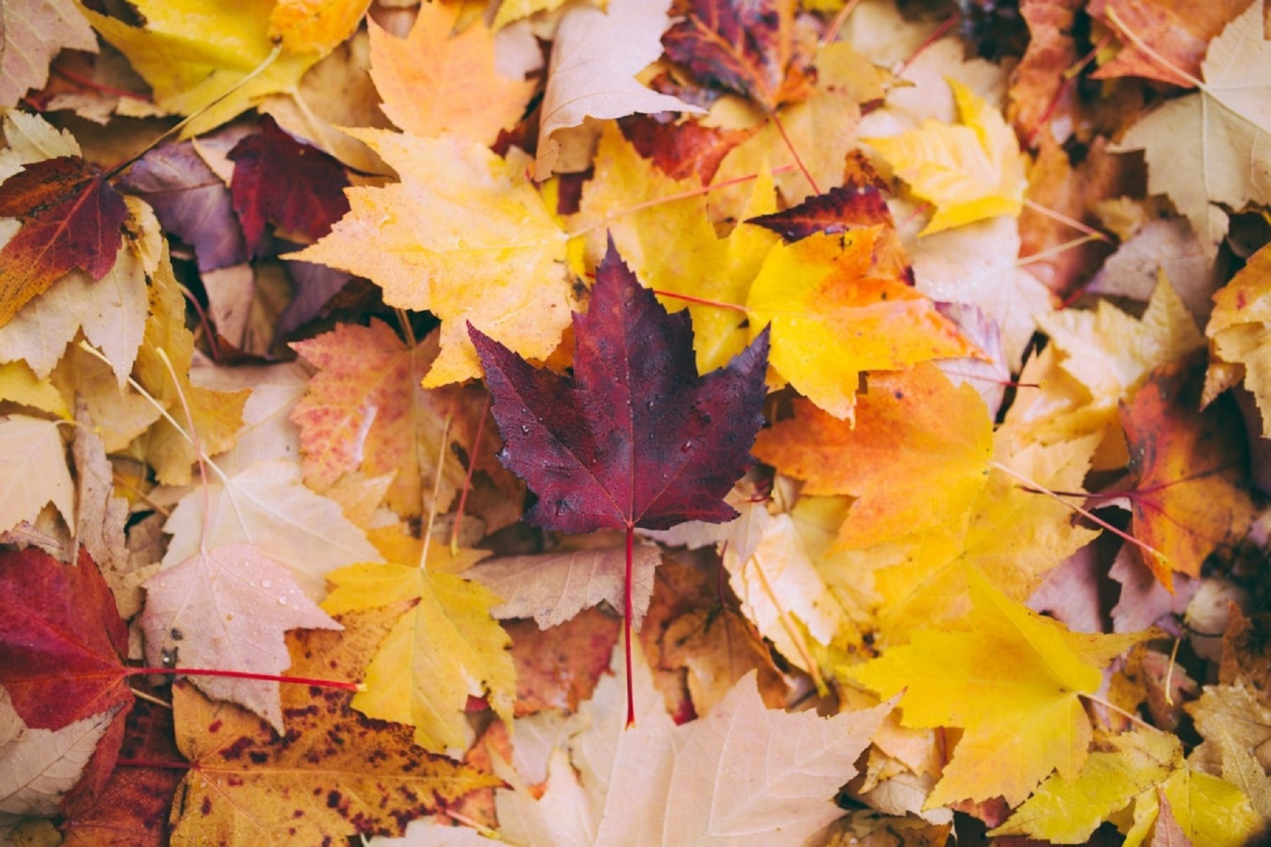 Pasos para combatir la astenia de otoño