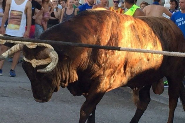 Correbous ACN Correbous ACN