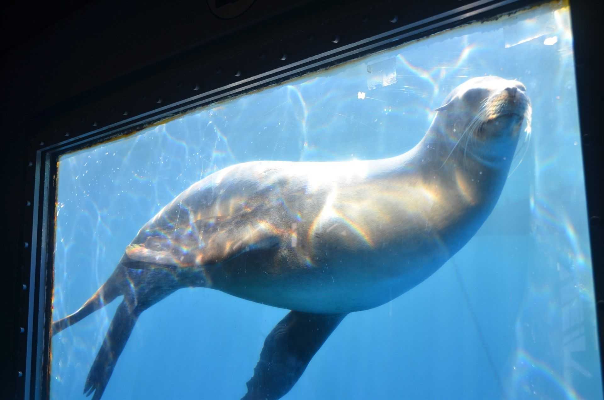 El Zoo de Barcelona espera l'arribada de tres nous lleons marins