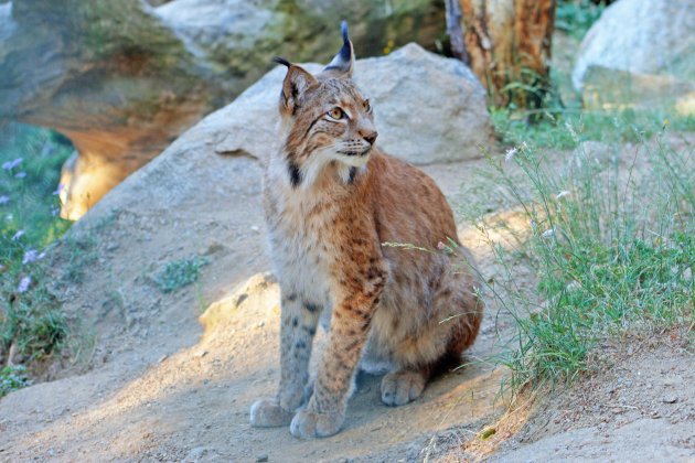 CentreFauna©monnatura pirineus