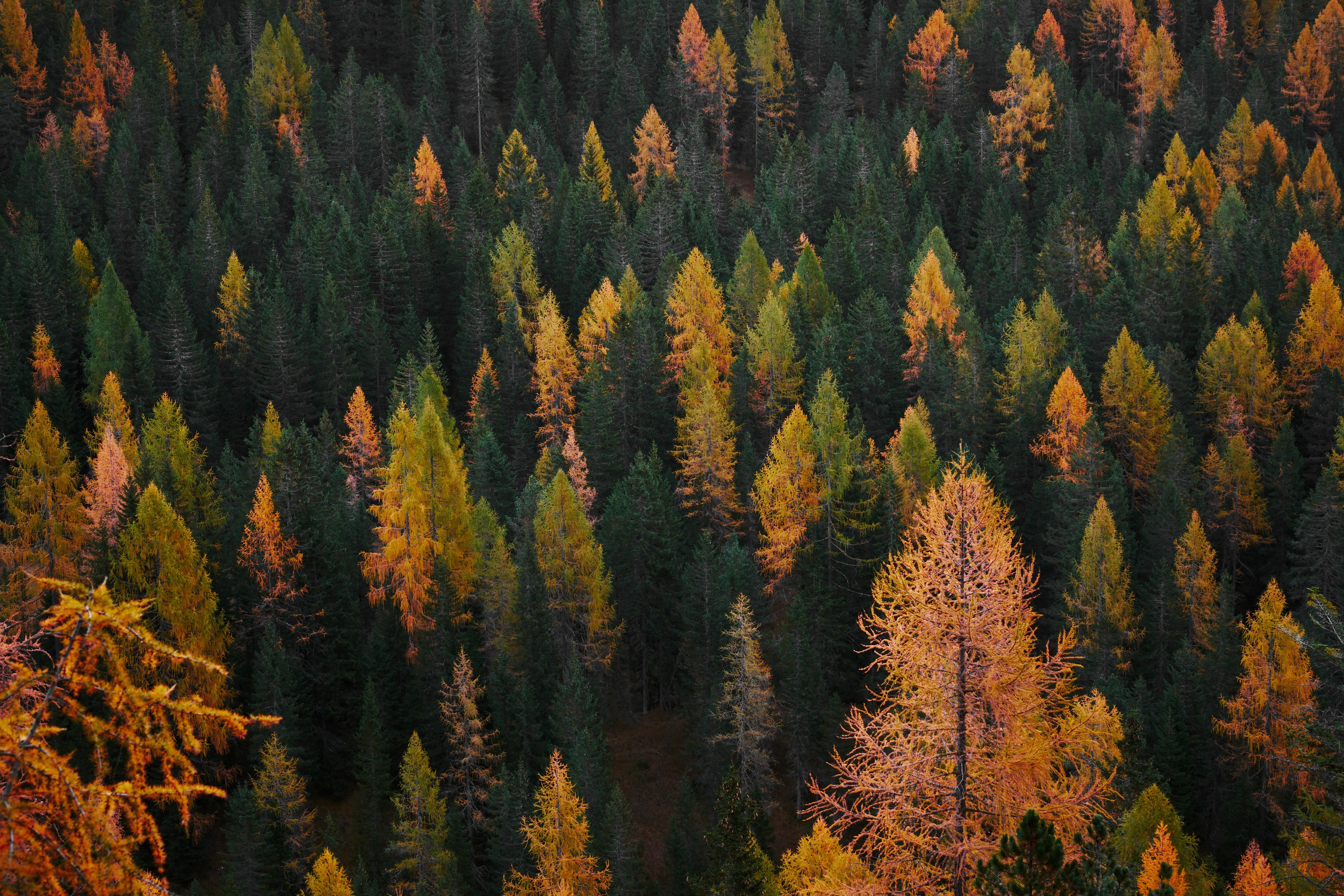 Un otoño de alta montaña en familia