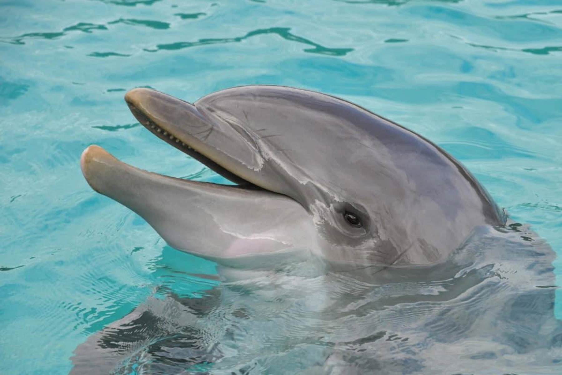 Muere a causa de un virus la delfín más vieja del Zoo de Barcelona