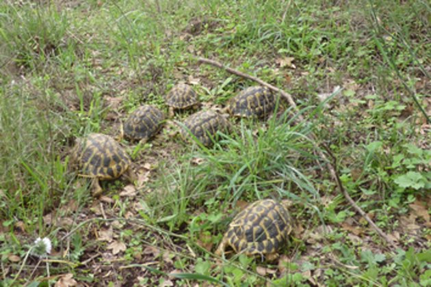 tortugues alt empordà ACN tortugues alt empordà ACN