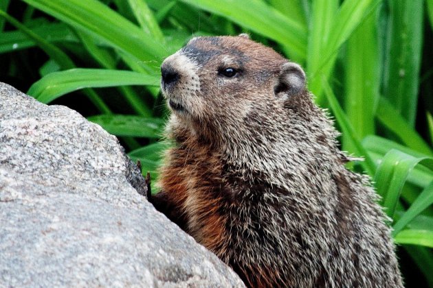 marmota - cgordon8527 pixabay