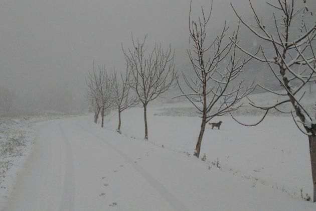 neu olot jordi galves