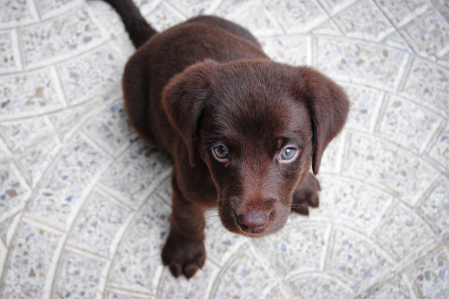 Cachorro labrador