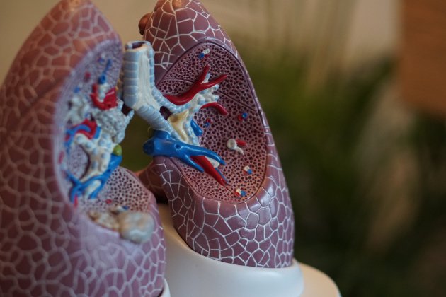 Pulmones