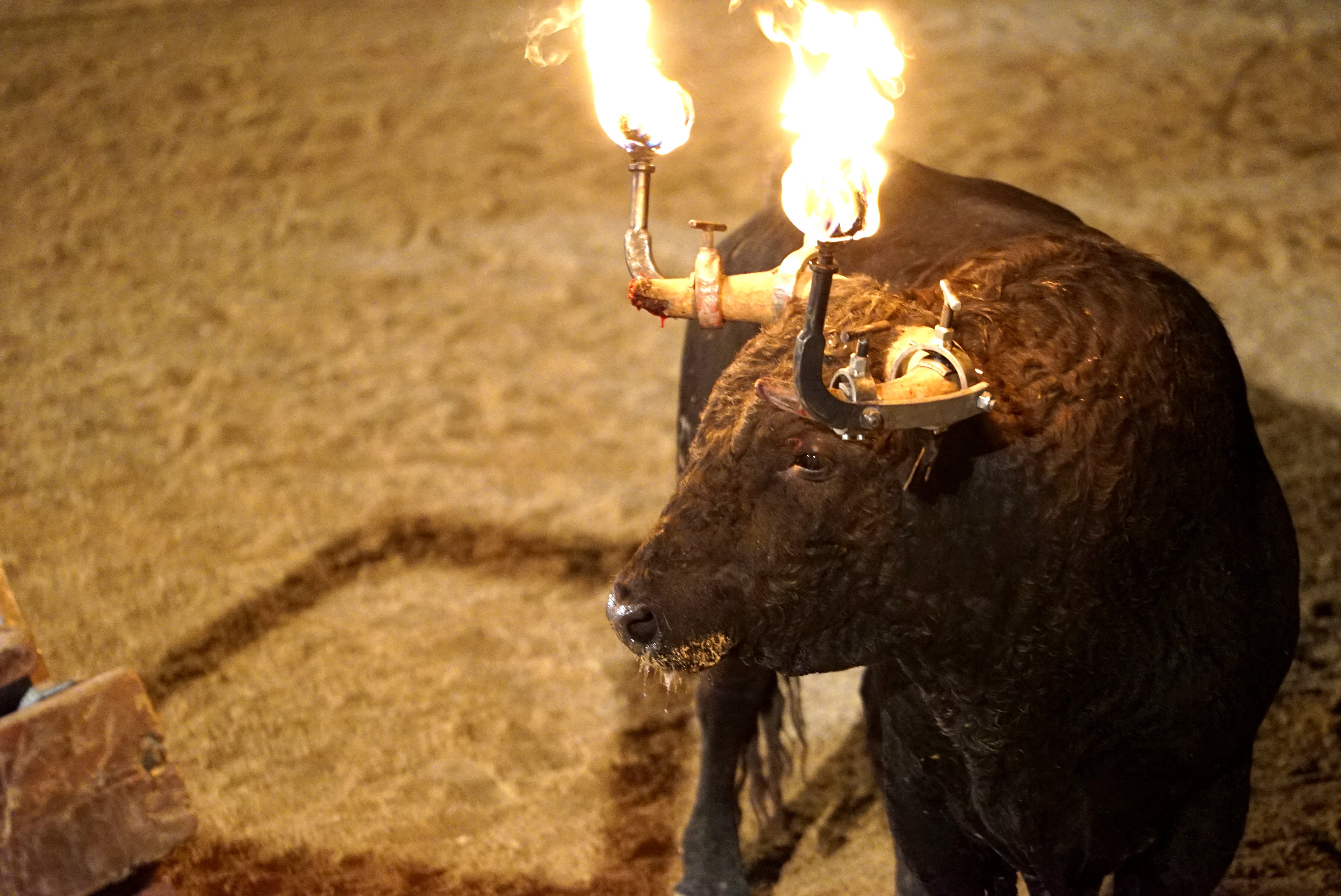 Animalistas denuncian una agresión en el bou embolat de Camarles