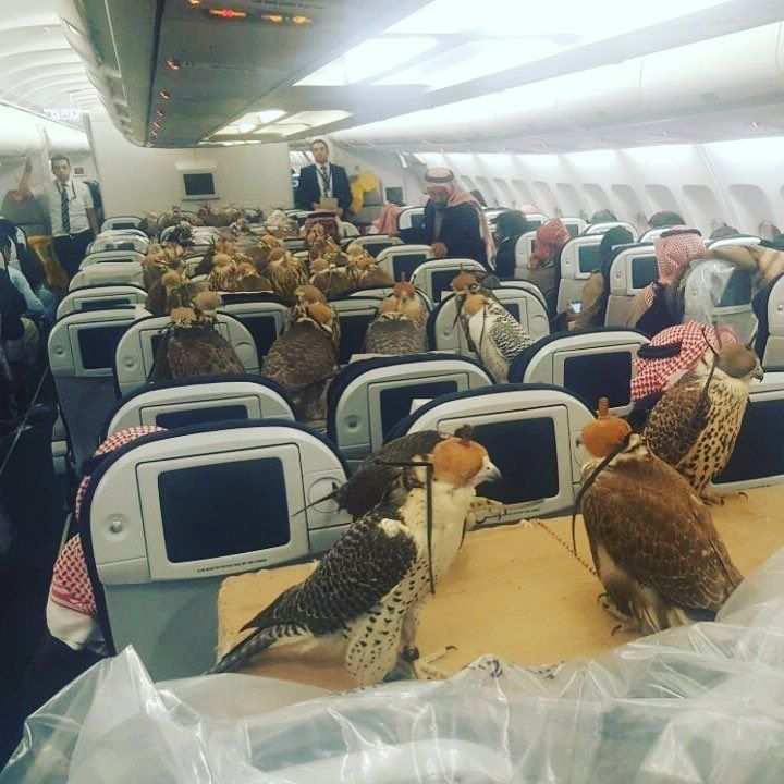 El príncipe saudí vuela en primera clase con sus 80 halcones