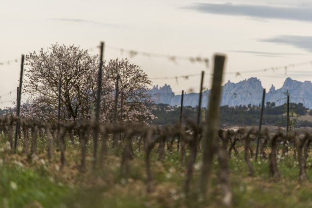 Raventós i Blanc vinyes 1