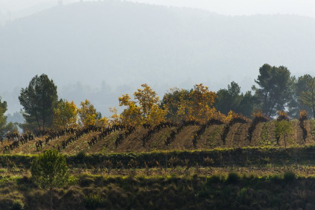 Raventós y Blanc viñas 3