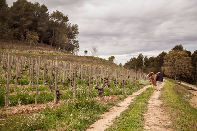 Raventós i Blanc vinyes 4